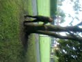 Louisa tries to climb a tree :]