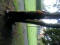 Louisa tries to climb a tree :]