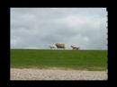 Passing Objects - Sheeps Passing Objects - Sheeps