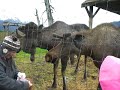 Feeding Moose