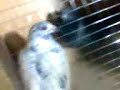 taiwan racing pigeon-rj loft
