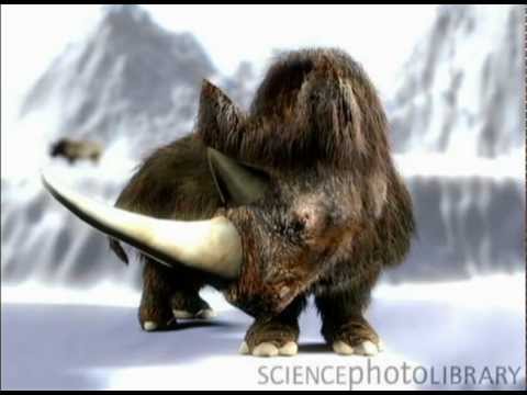 Woolly Rhino