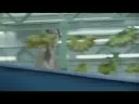toboggan.flv toboggan.flv