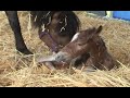 Welsh Pony Foaling - Waymore Whimsical