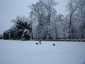 Neve a Firenze !! 19 Dicembre 2009 Cascine Pratone