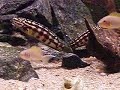 Feeding-time!