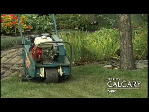 how to properly aerate your lawn