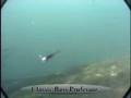 Fishing Lure Tips - Large Stickbait