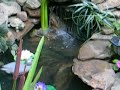 Water gardens