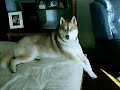 Vermont siberian husky at home relaxing