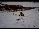 Jack and Ben (Bichon friese) sledging