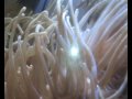 Esse ae era meu antigo nano reef. 