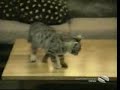 Lustige Katzen Lustige Katzen