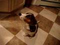 Staring Dog