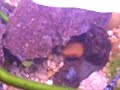 0nce again my tank