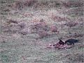 Pikkende kraaien en een fazantenkoppel Pikkende kraaien en een fazantenkoppel