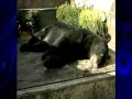 Black-Bear-Found-Hit