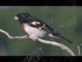 Spring Birding on the Louisiana Gulf Coast