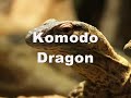 Komodo Dragon - Drac de Komodo - Zoo Barcelona