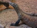 Komodo Dragon - Drac de Komodo - Zoo Barcelona