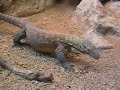 Komodo Dragon - Drac de Komodo - Zoo Barcelona