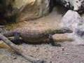 Komodo Dragon - Drac de Komodo - Zoo Barcelona