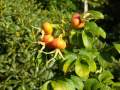 Museumsdorf Blumen im Herbst