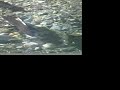 Butte Creek Salmon Spawn Butte Creek Salmon Spawn