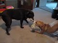 CoCoa and Winnie