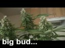 super skunk