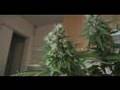 super skunk