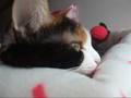 しゃべる猫 - vol.13 - 「冬ですね~」
