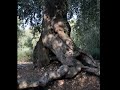 Ulivi Monumentali,Mostra fotografica di G.Bredice