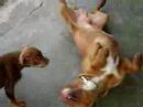 Bolita! Pit Bull, APBT Bolita! Pit Bull, APBT