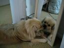 Tibbie kissing himself Tibbie kissing himself