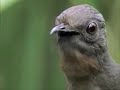 A very large number of lyrebirds A very large number of lyrebirds