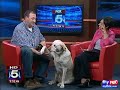 DENVER the Guilty Dog ON FOX DC 5 www.ourguiltydog.com