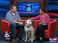 DENVER the Guilty Dog ON FOX DC 5 www.ourguiltydog.com