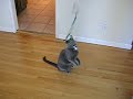 Cat Montage