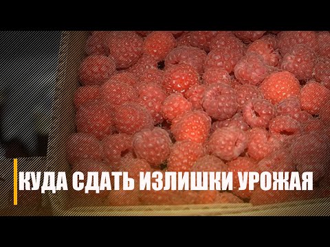 Куда деть в Гомеле излишки урожая видео