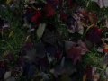 Thanksgiving Gratitude - a Will Conley film
