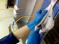 filleting plaice