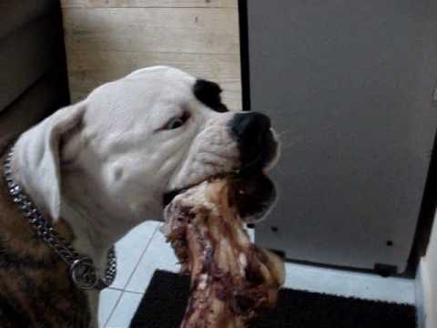 bulldog americano