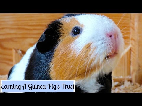 video-linktoworks-How to Make Your Guinea Pigs Trust You