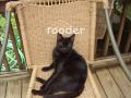 my animals!!.wmv