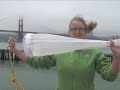 SF Bay Plankton