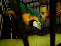 videos de AniMart Pet store in Austell,Ga 10-11-08©