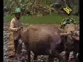 Indonesiaku