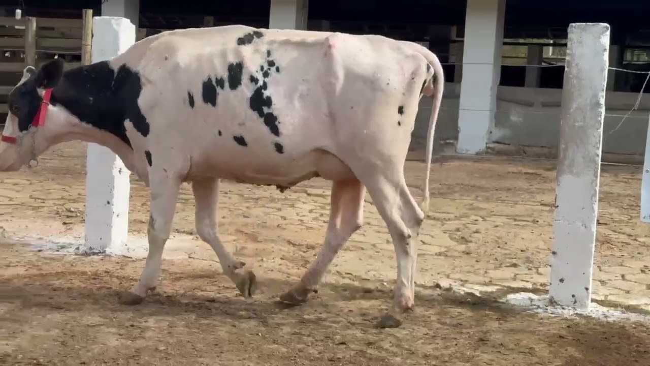 LOTE 48