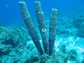 Tauchen auf Curacao